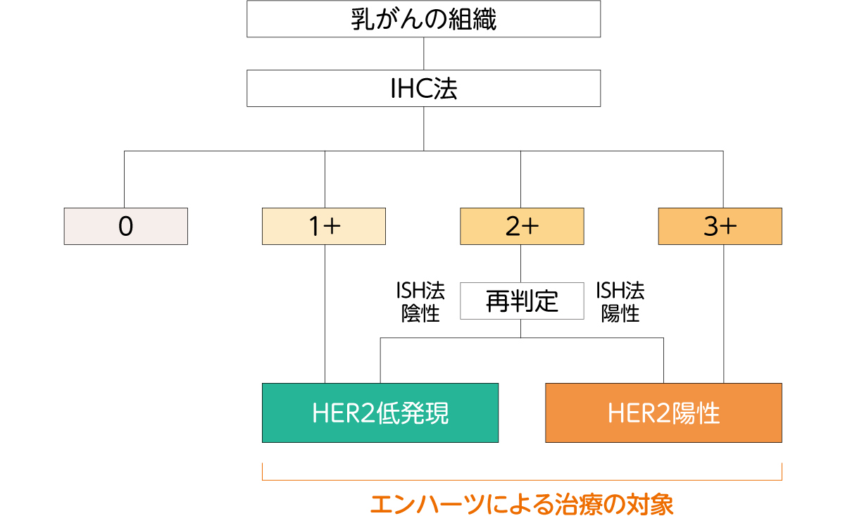 HER2検査とは？