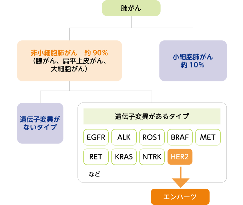 HER2遺伝子変異と肺がん